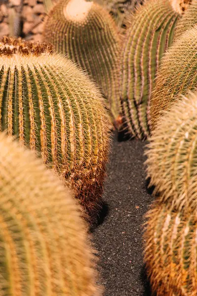 Plantación Grandes Echinocacti Redondos Que Crecen Pocas Filas Suelo Negro — Foto de Stock