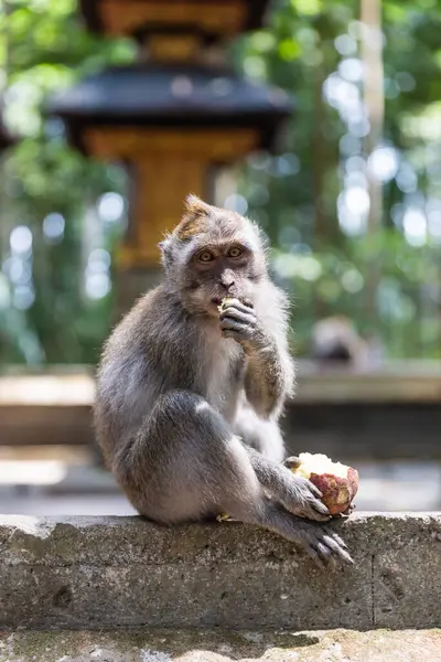 Macaco Engraçado Bonito Comendo Frutas Sentado Cerca Pedra Olhando Para — Fotografia de Stock
