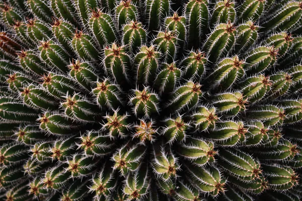 Wysoki Kąt Zielony Echinopsis Pachanoi Kaktusy Ostrymi Kolcami Rośnie Plantacji — Zdjęcie stockowe