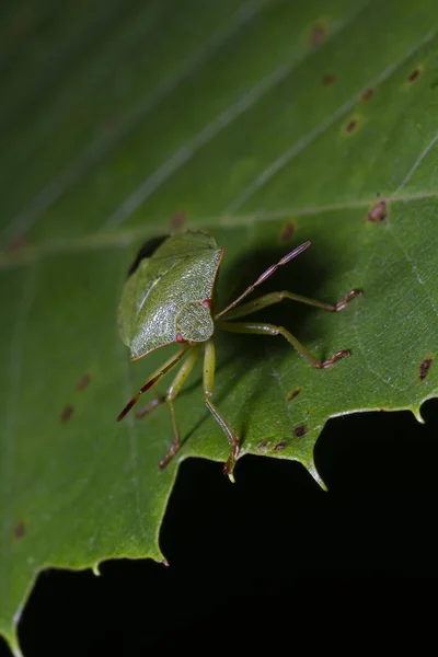 Güney Yeşil Koku Böceği Olarak Bilinen Nezara Viridula Nın Makro — Stok fotoğraf