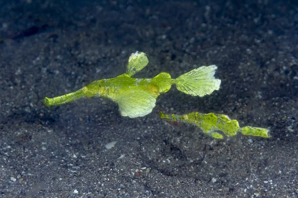 녹색의 루스할 Solenostomus Halimeda Halimeda 유령등어 Stpipefish — 스톡 사진