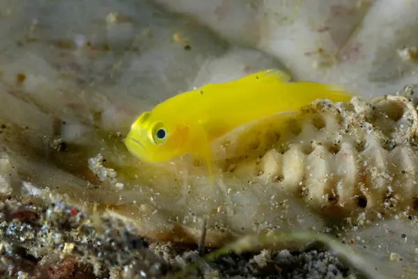 Gros Plan Minuscules Gobiodon Okinawae Jaune Vif Gobies Okinawa Nageant — Photo