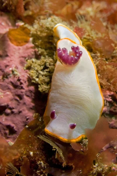 Cima Nudibranch Branco Com Amarelo Limítrofe Tentáculos Rosa Rastejando Fundo — Fotografia de Stock