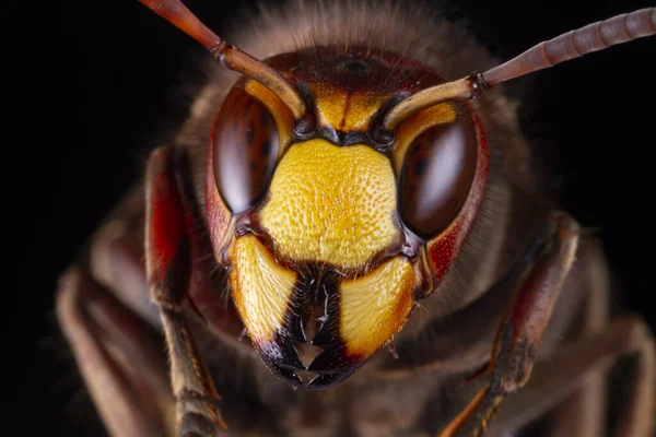 Macro Shot Head European Hornet Vespa Crabro Insect Largest Eusocial — Stock Photo, Image