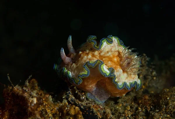 Levendige Gele Naaktslak Met Blauwe Groene Lijnen Neushoorns Kruipend Koraalrif — Stockfoto