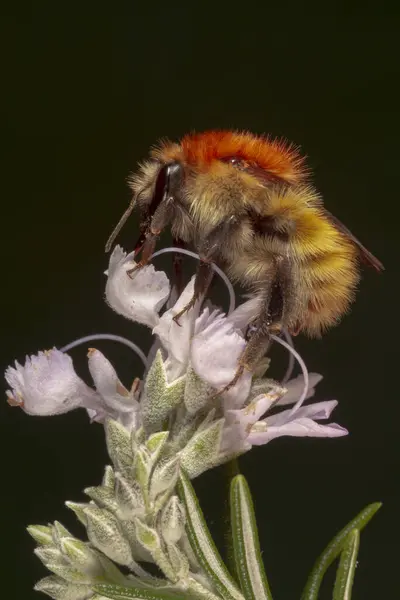 Closeup Common Carder Bee Bombus Pascuorum Feeding Wild Flower Bud — Stock Photo, Image