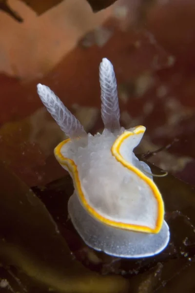 Molusco Gasterópodo Marino Con Tentáculos Brillantes Agua Mar Pura Sobre — Foto de Stock
