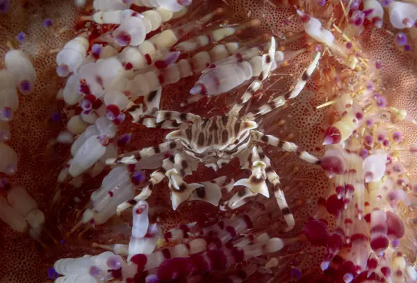 Kleine Zebrida Krabbe Kriecht Auf Weichkorallenoberfläche Der Tiefsee — Stockfoto