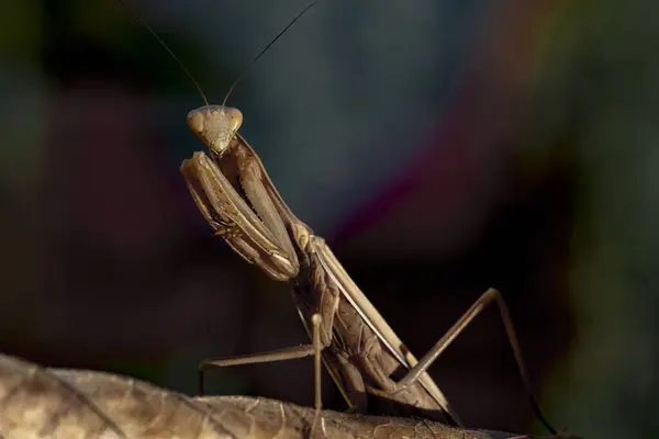 Macro Shot Van Bidden Mantis Insect Zitten Droge Boom Blad — Stockfoto