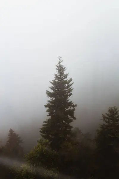 Pintoresca Vista Árboles Coníferas Verdes Creciendo Colina Niebla —  Fotos de Stock