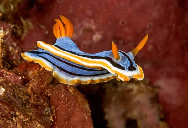 珊瑚上生机勃勃的蓝枝软体动物 有黄线和黑线 有鼻孔 — 图库照片