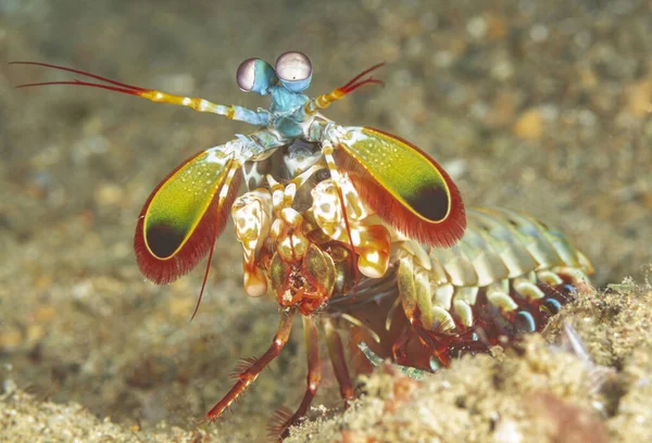 Plná Délka Barevné Živé Kudlanka Krevety Sedí Písečném Mořském Dně — Stock fotografie