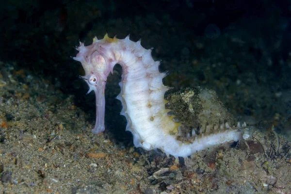 Zbliżenie Egzotycznego Tropikalnego Histrixa Hippocampus Lub Konika Morskiego Thorny Ego — Zdjęcie stockowe