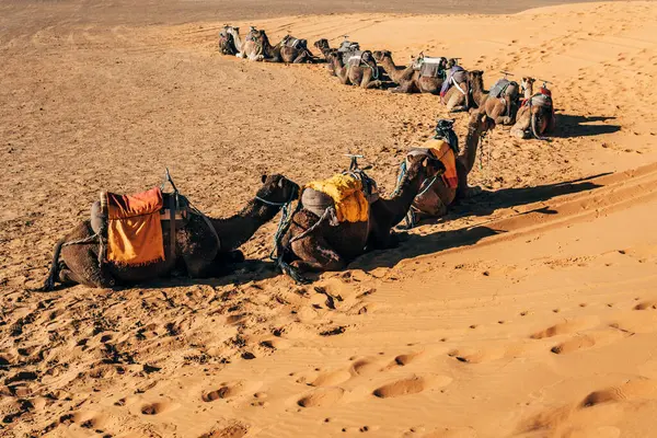 Row Camels Sitting Hot Sand Harness Sunny Desert Morocco — Stock Photo, Image