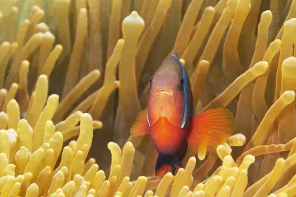 Small Amphiprion Frenatus Tomato Clownfish Bright Colorful Body Hiding Amidst — Stock Photo, Image