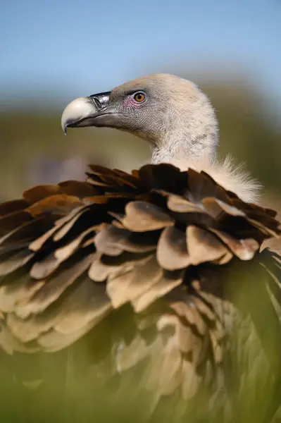 Portrait Vulture Posing Sunset While Looking Away Blurred Background — Stock Photo, Image