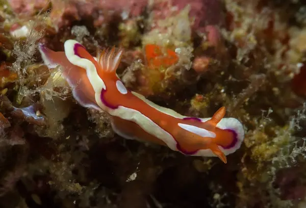 Bright Brown Nudibranch Tentacles Rhinophores Crawling Coral Reef Dark Seawater — Stock Photo, Image