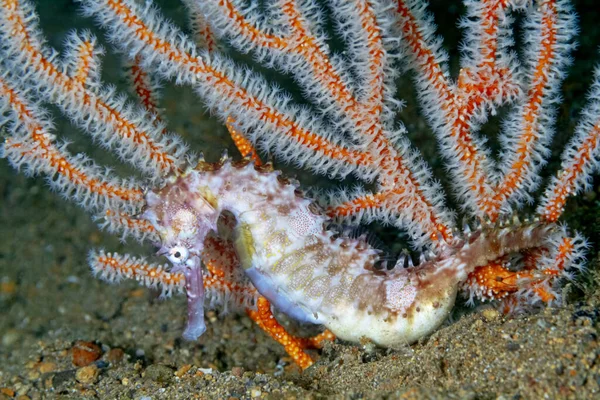 Closeup Exotic Tropical Hippocampus Histrix Thorny Seahorse Sandy Sea Bottom — Stock Photo, Image