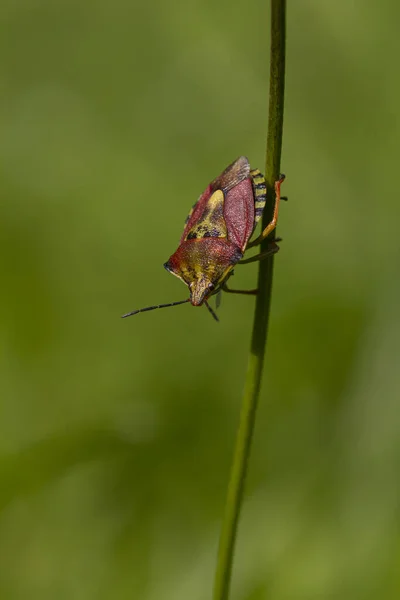 Dolycoris Baccarum Sloe Bug 자연에 줄기에서 기어다니는 Shieldbug 클로즈업 — 스톡 사진