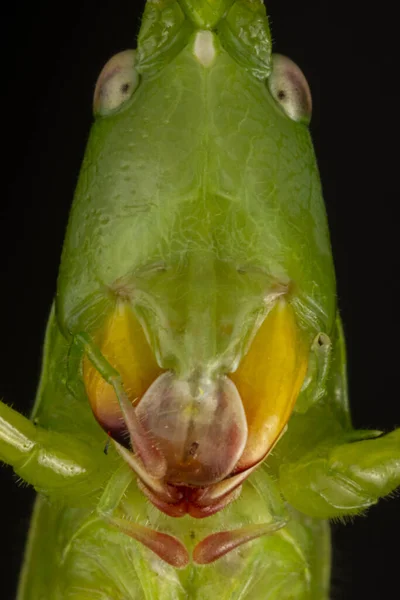 자연계에서 메뚜기를 원추형 메뚜기 머리로 알려진 포리아 귀뚜라미의 머리인 매크로 — 스톡 사진