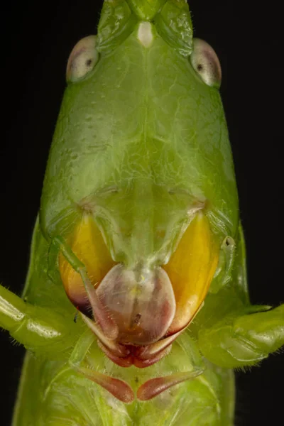 Macro Disparo Cabeza Verde Ruspolia Nitidula Arbusto Grillo Conocido Como — Foto de Stock