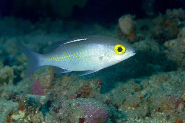 Closeup Marine Pristiapogon Exostigma Narrowstripe Cardinalfish Stripe Body Swimming Tropical — Stock Photo, Image