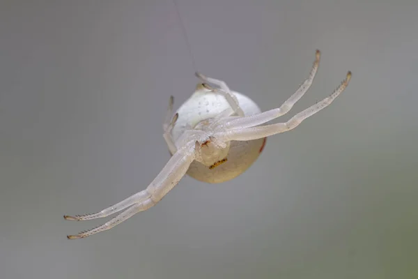 Arniella Cucurbitina Spaderの閉鎖上の細いクモの巣で自然対ぼやけた灰色の背景 — ストック写真