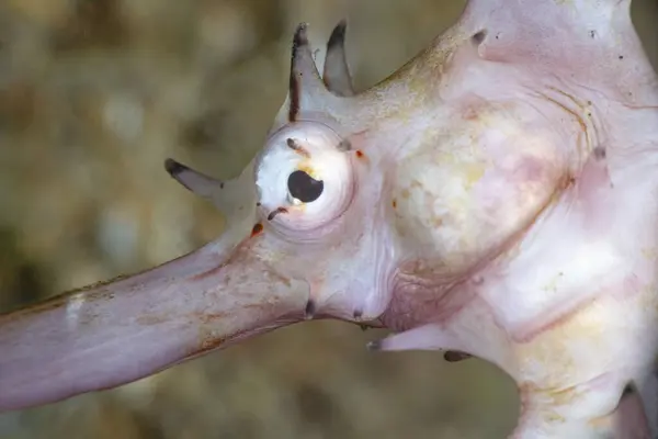 Kumlu Deniz Tabanında Mercan Resifli Egzotik Tropik Hipokampus Histriksi Thorny — Stok fotoğraf