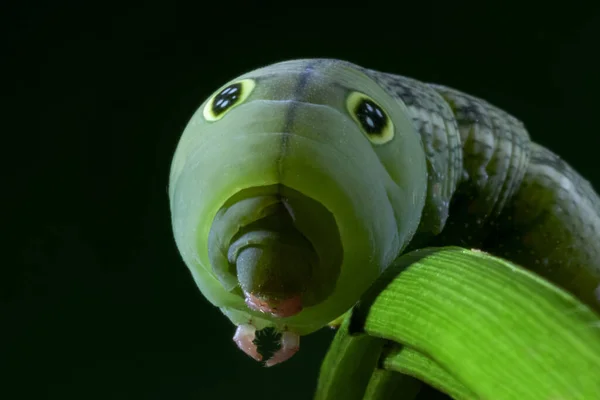 Macro Disparo Cabeza Oruga Verde Apio Hipoción Conocido Como Polilla —  Fotos de Stock