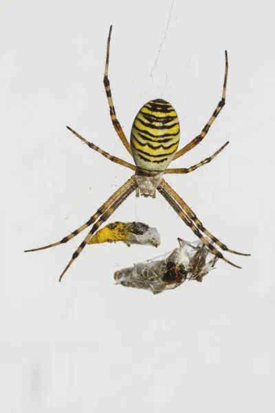 Macro Shot Argiope Audouin Spider Yellow Striped Body Hanging Web — Stock Photo, Image