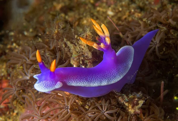 Tropický Mořský Měkkýš Skvrnami Plášti Plavání Průhledném Mořském Aqua Rozmazaném — Stock fotografie