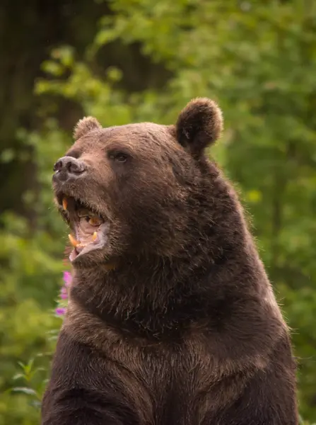 Отслеживание Снимка Взрослого Пушистого Бурого Медведя Гуляющего Стоящего Земле Заповеднике — стоковое фото