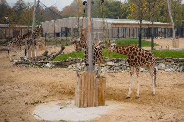 Tahta bir direğin yanında üç zürafa duruyor. Zürafalardan biri yalaktan yemek yiyor.