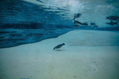 Chester Hayvanat Bahçesi 'nde su altında yüzen bir grup penguen berrak mavi sularda zarif bir şekilde süzülüyor ve hayvanat bahçesi ortamında doğal çevikliklerini ve neşeli davranışlarını sergiliyorlar.