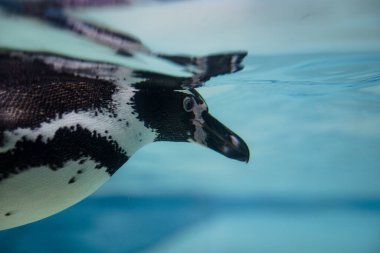 Chester Hayvanat Bahçesi 'nde havuzda yüzen penguenler, doğal bir hayvanat bahçesi ortamında suda süzülen kuşların neşeli hareketlerini ve canlı vücutlarını sergiliyor.