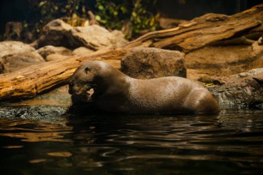 Chester hayvanat bahçesinde su samuru balık yiyor.