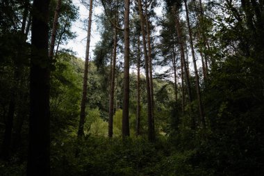 Uzun ağaçları ve bulutlu gökyüzü olan bir orman. Ağaçlar yeşil ve gökyüzü gri