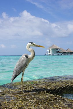 Heron üzerinde Maldivler