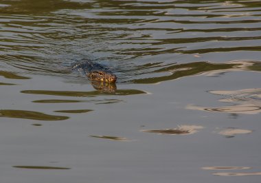 Monitör kertenkele - Lumpini park - Bangkok
