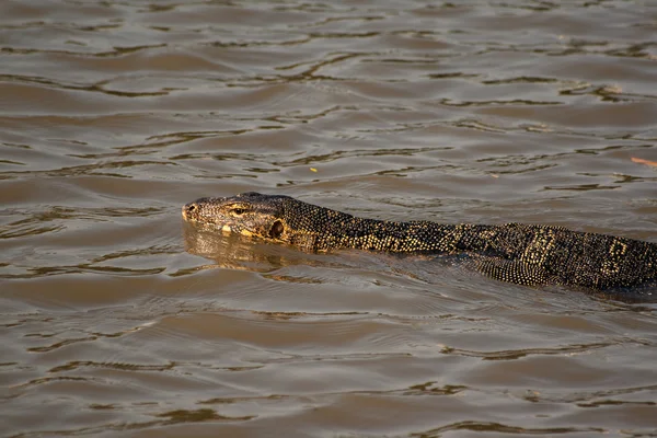 Monitör kertenkele - Lumpini park - Bangkok