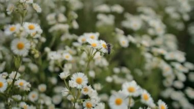 Papatya çiçek arıya