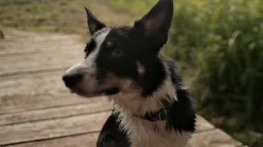 Köpek kenar kömür ocağı komut kullanıldığında