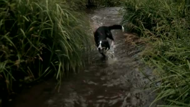 डॉग बॉर्डर कॉली पानी में दौड़ती — स्टॉक वीडियो