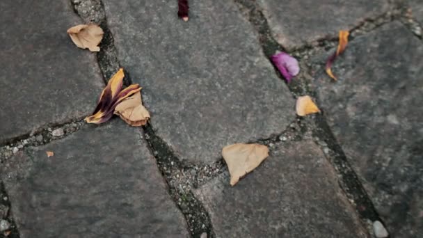 沉降与花瓣 — 图库视频影像