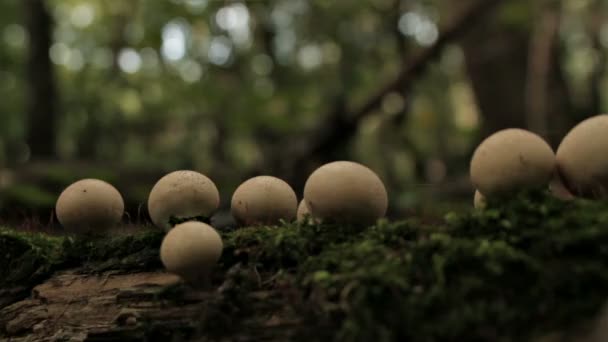 A FEW OF TINY MUSHROOMS GROWING ON OLD LOG — Stock Video