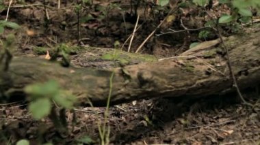 Yalancı günlük doz yatay Dolly