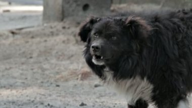 Yaşlı, hasta köpek havlayan 