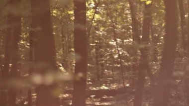 Dinamik ağaçlar güzel fişekleri ile vurdu