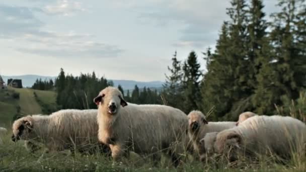 PASO DE LA OVEJA TIRO DINÁMICO — Vídeo de stock