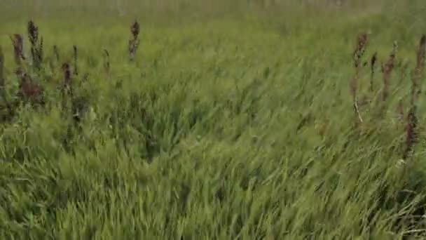 GRASS ON STRONG WIND — стокове відео